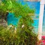 Beautiful 18L Aquarium with Guppy & Live Moss Image 3