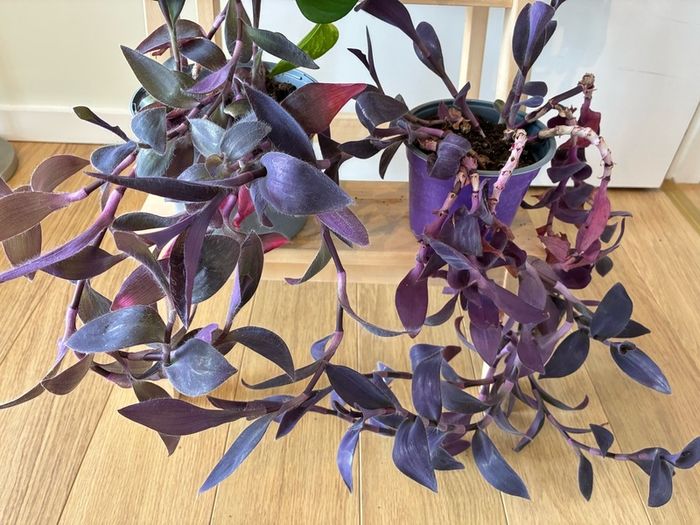 House Plant Bundle