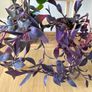 House Plant Bundle Image 3
