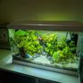 Aquarium Helicopter with Java Fern Image 4