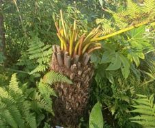 2ft Dicksonia Antartica tree fern