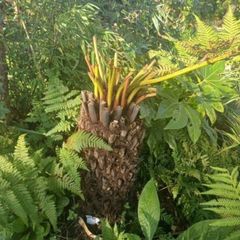 2ft Dicksonia Antartica tree fern