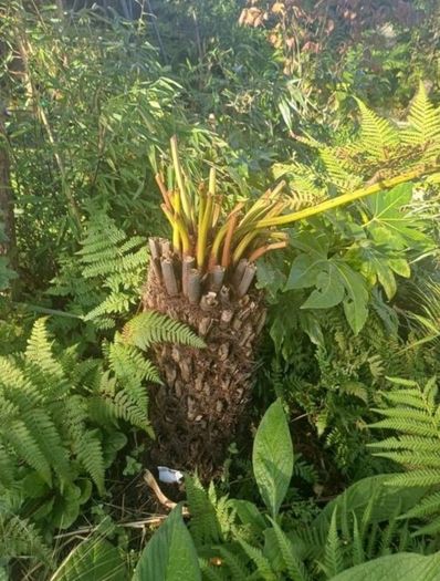 2ft Dicksonia Antartica tree fern
