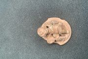 Antique   Cherub Cameo