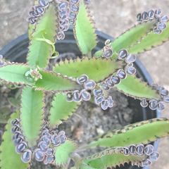 Mother of thousands