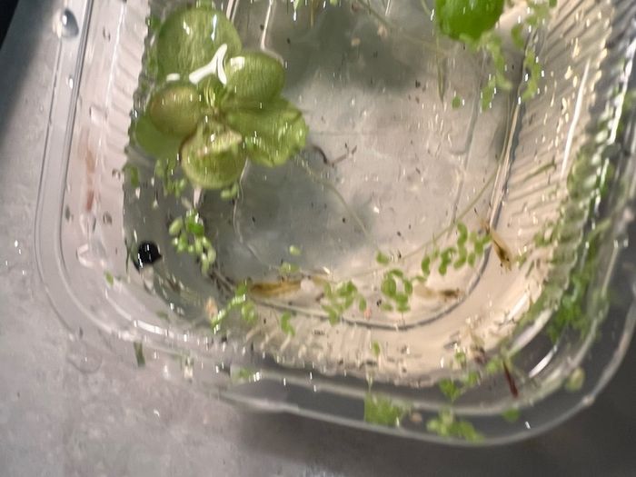 Yellow shrimp and snails