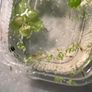 Yellow shrimp and snails Image 3