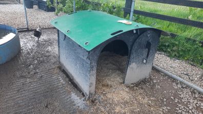 Duck house