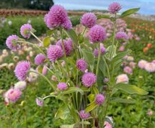 (G) Gomphrena Pink Seeds 0.3g