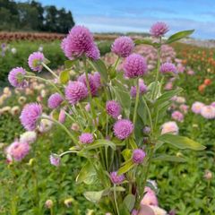 (G) Gomphrena Pink Seeds 0.3g