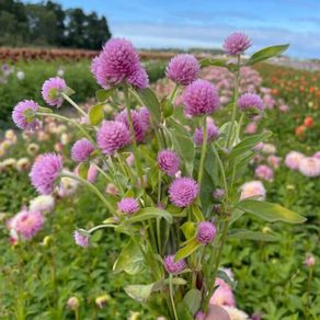 (G) Gomphrena Pink Seeds 0.3g