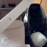 Bugaboo Pram Image 5