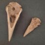 1/1  resin copy of a raven and a crow skull. Image 3