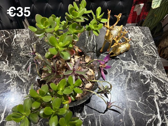 indoor plant