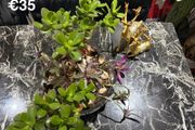 indoor plant
