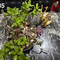 indoor plant