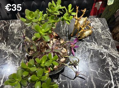 indoor plant