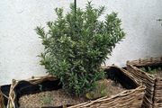 Euonymus