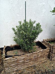 Euonymus