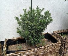 Euonymus