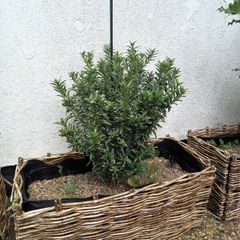 Euonymus