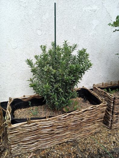 Euonymus
