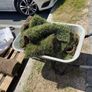 Free to take away lawn turf Image 3