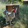 Splash Maran Rooster Image 3