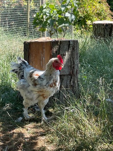 Splash Maran Rooster