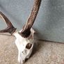 sika antlers Image 2