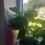 caffea arabica plant Image 2