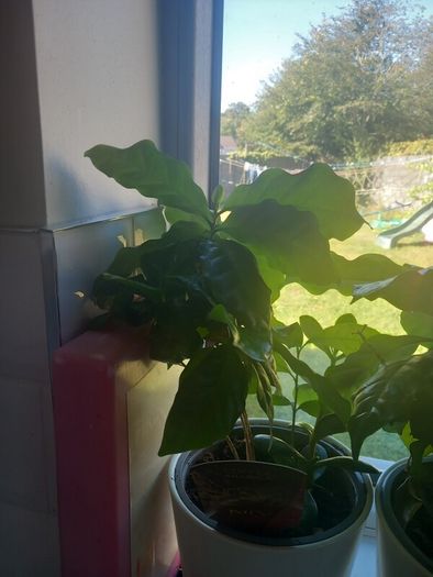 caffea arabica plant