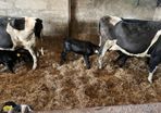 Cows