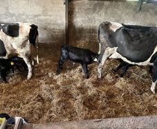 Cows