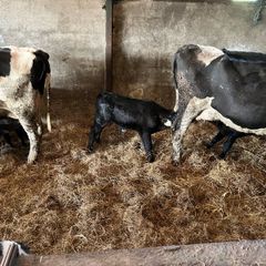Cows