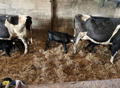 Cows