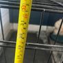Large Folding Dog Crate Image 3