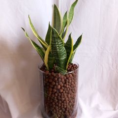 indoor plant
