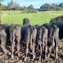 Cattle Image 3