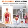 Human Anatomy Models Bundle Set, Brain, Human Torso Body, Heart, Skeleton Model Image 3