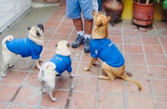 Limited Edition Dog Football Jerseys Brand New