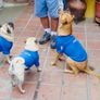 Limited Edition Dog Football Jerseys Brand New Image 7