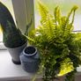 plants Image 2
