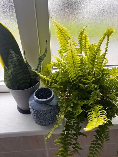 plants