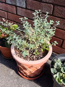 Mint with Pot