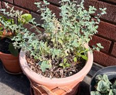 Mint with Pot