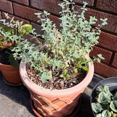 Mint with Pot