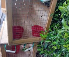 Dog Crate