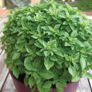 Pot Basil Bascuro Greek Dark Green Seeds 1.5g | Sow March - July Image 2