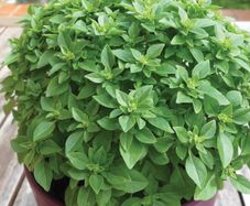 Pot Basil Bascuro Greek Dark Green Seeds 1.5g | Sow March - July